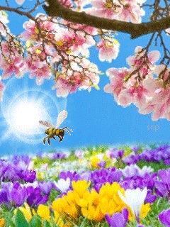 Лето солнце пчёлы..