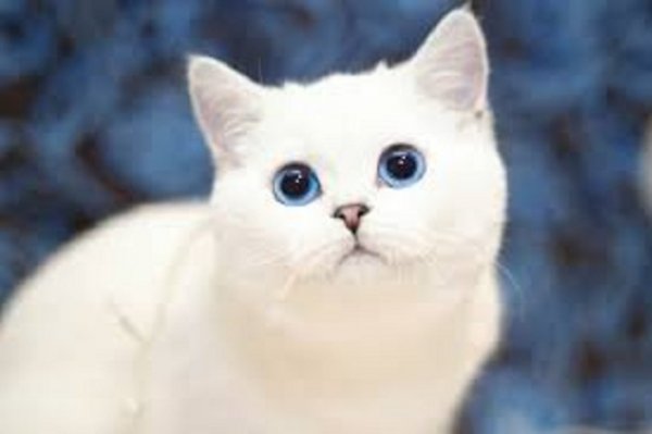 Белый кот (5)