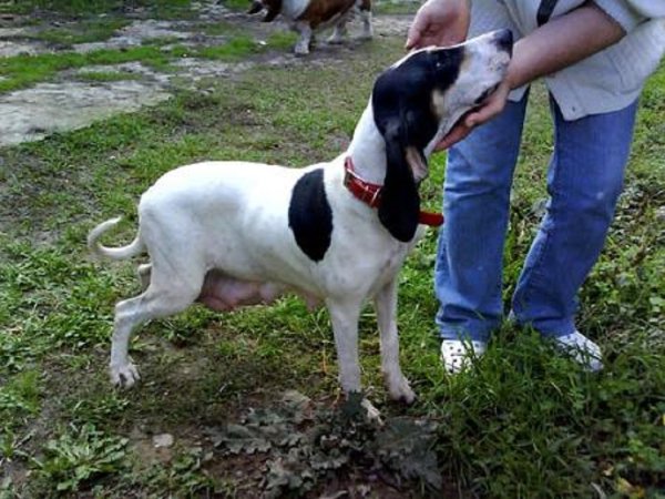 Малый гасконский сентонжуа (3)