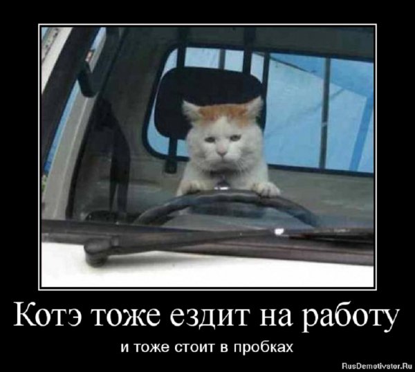 Котэ тоже ездит на работу