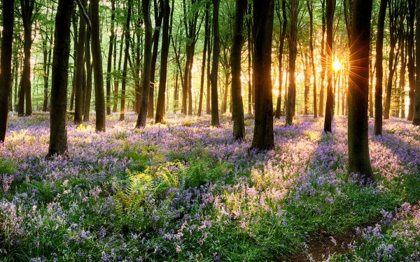 Forest for the Trees 3