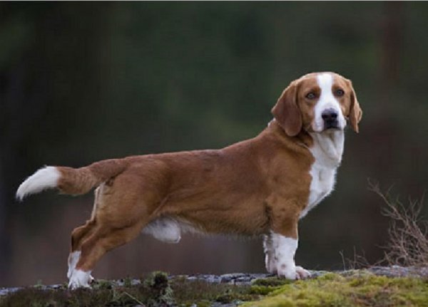Древер (4)