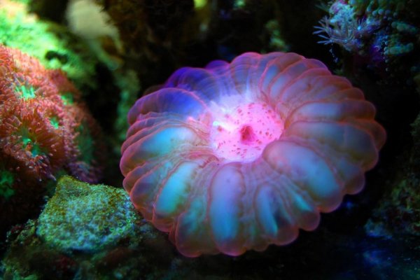 Reef 12