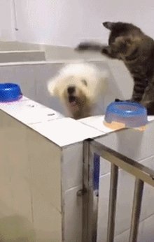 Кот~Баскетболист