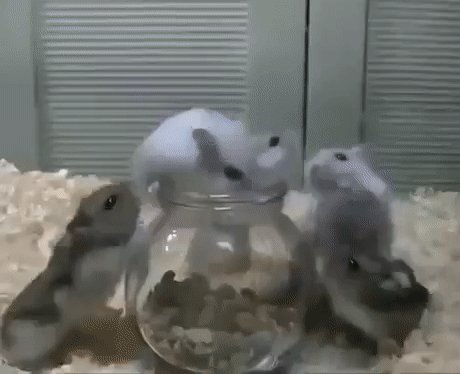 gif 1600162794