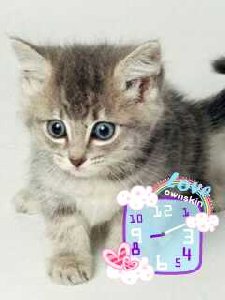 Kitten