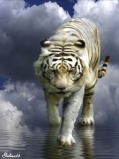 white tiger