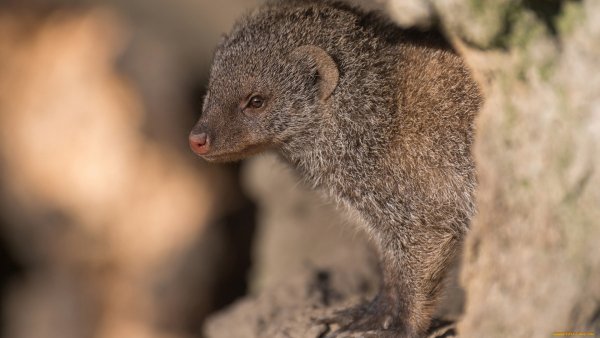 Зверьё обои ПК