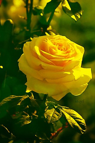 file_73320986
