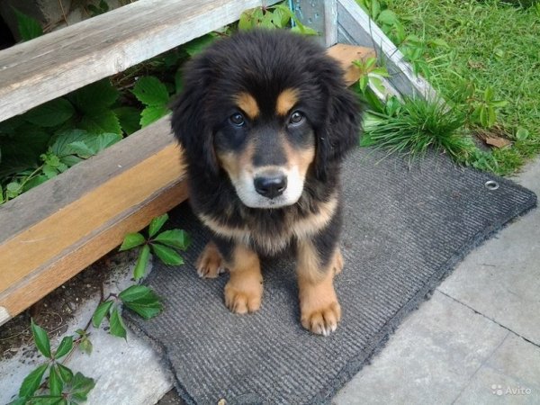 Бурят-монгольский волкодав (4)