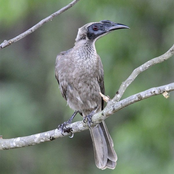 ШЛЕМОНОСНЫЙ ФИЛЕМОН