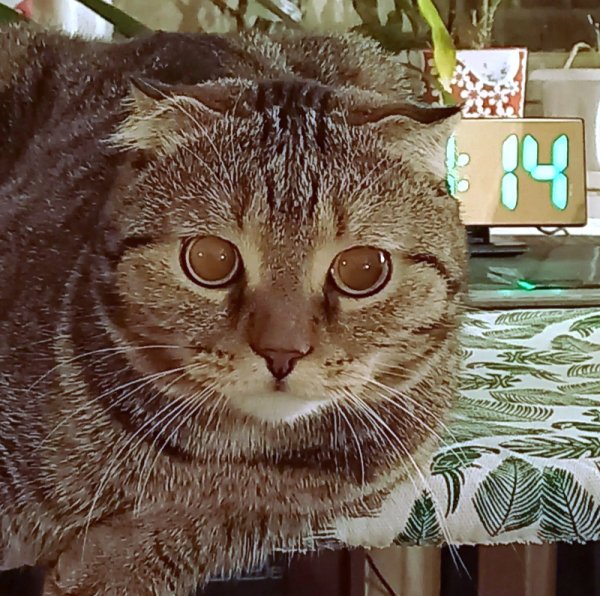 Мой кот Барсик