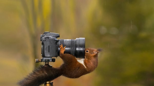 CameraSquirrel ROW3178486610 UHD