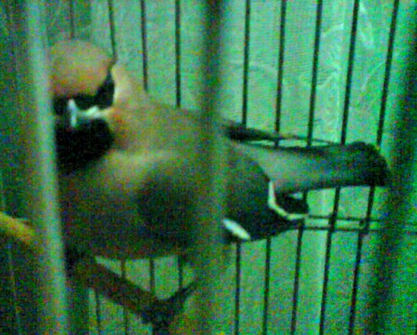 Птичка в клетке