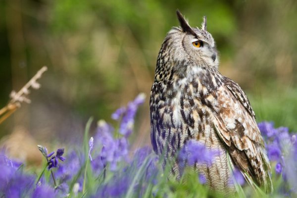 Ушастая сова