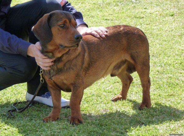 Альпийский таксообразный бракк (2)