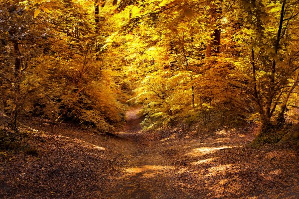 Autumn Forests Trail Foliage 534660 2560x1706