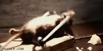 gif 1487251577