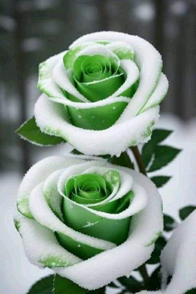 file_98193529