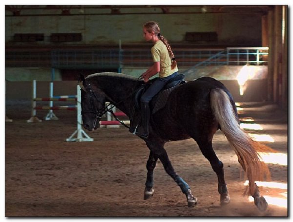 Шведская теплокровная порода лошадей