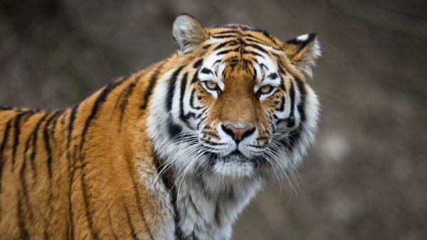 tigr-amurskiy-koshka-morda-2463