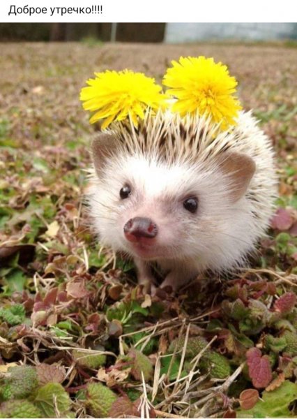 Доброе утречко!!