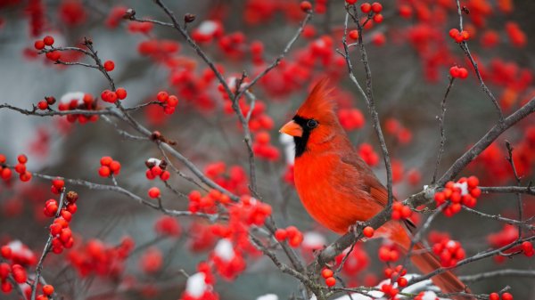 WinterberryBush ROW3652496703 UHD