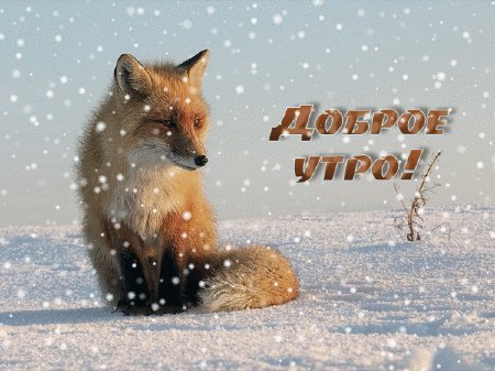Лисичка Снег Доброе утро