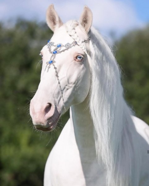 horse-164