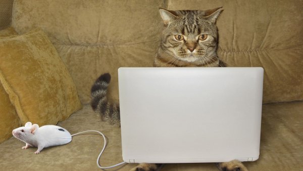 Cats Mice Laptops Sofa Funny 2560x1440