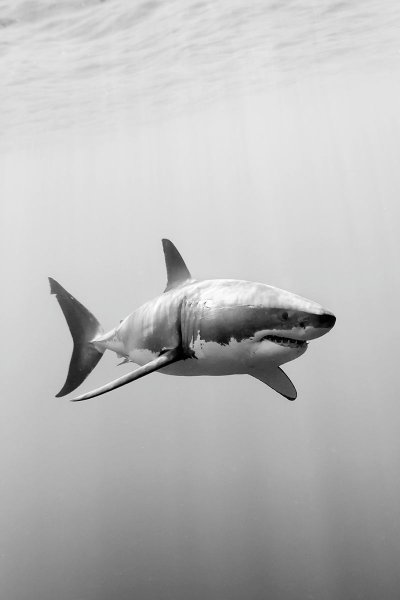 Shark