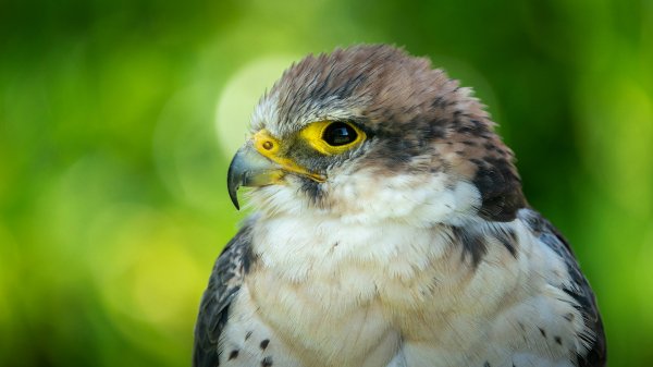 file_97149756