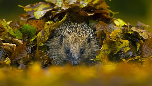 HedgehogNest ROW1657243518 UHD