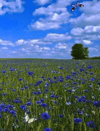 Васильковое поле