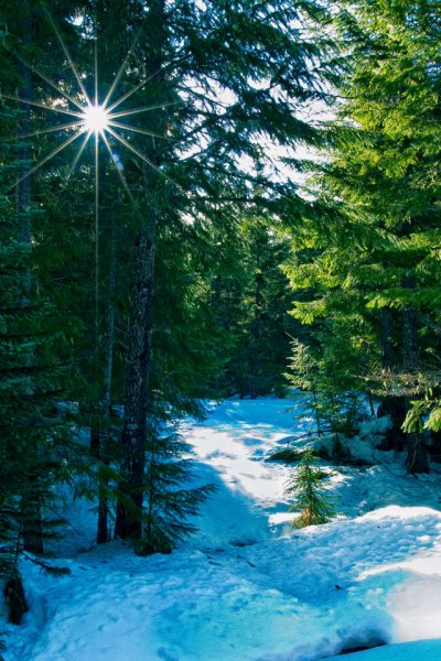 priroda-zima-les-luchi