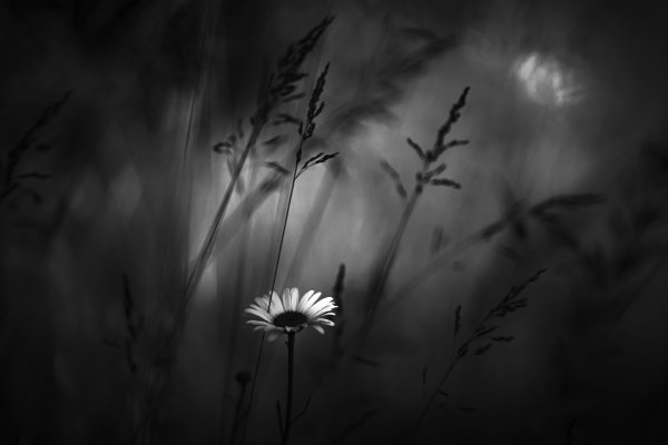 file_94042177