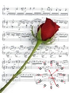 Music rose