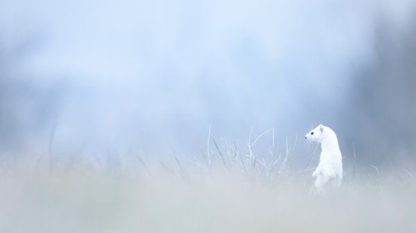 Laska-gornostai-stoika-zverek-priroda-poliana-fon-mordochka