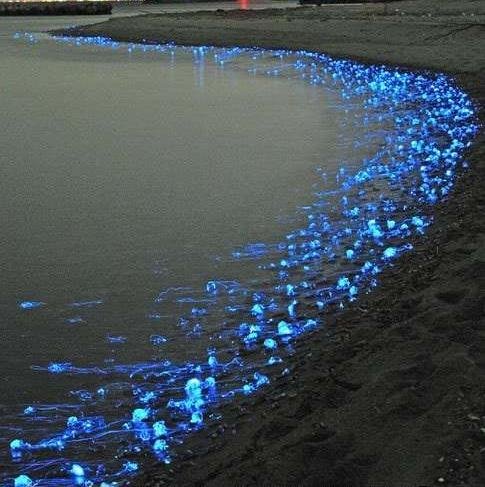 Медузы на берегу