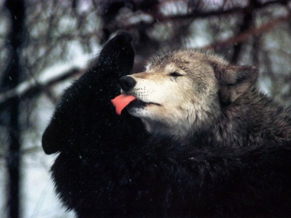 Волки