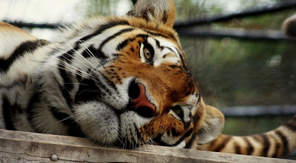 b89dd32a6590e0915c172488c3f12