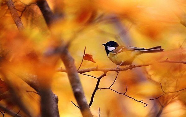 file_59329724