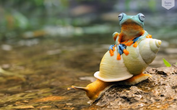 Yandex-Images-2016-07-28