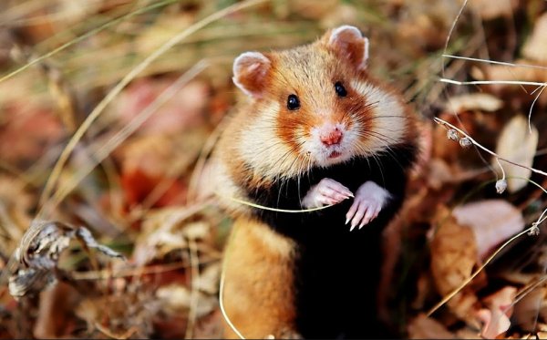 Gryizunyi-e1443997780945