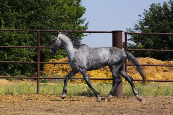 Лошадь Орловский рысак 12