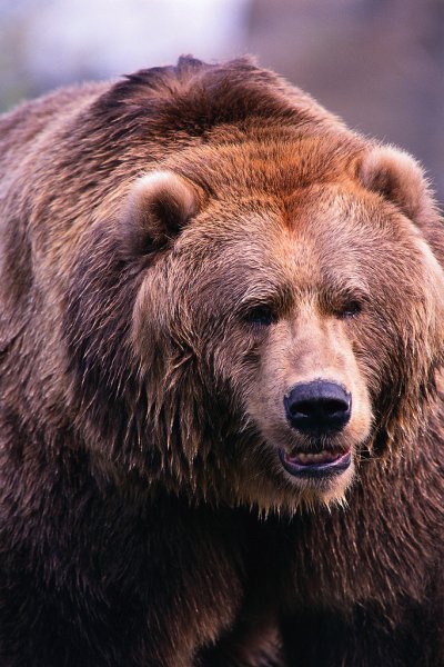 Бурый медведь