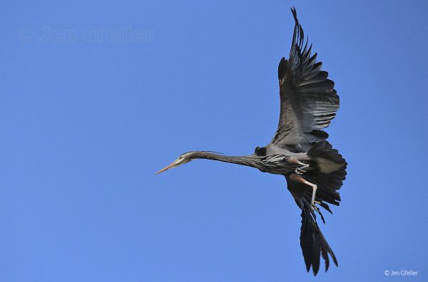 Цапля большая голубая