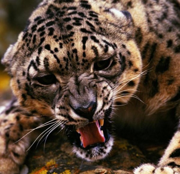 animals dont want run 22