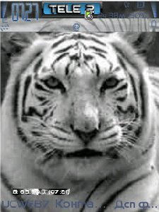 Wite Tiger ownskin