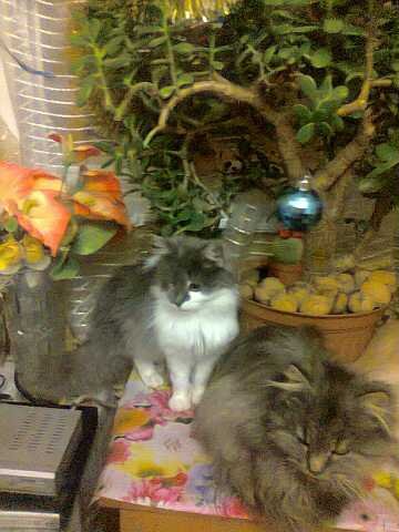 Мои красавцы (4)